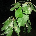Quercus canariensis