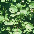 Rorippa nasturtium-aquaticum  
