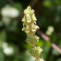 Sideritis arborescens subsp. lusitanica