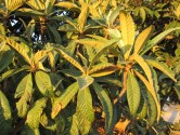 Eriobotrya japonica