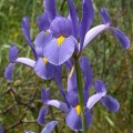 Iris xiphium var. xiphium