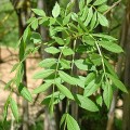Fraxinus angustifolia subsp. angustifolia