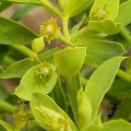 Euphorbia baetica