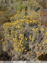 Helichrysum italicum subsp. picardii