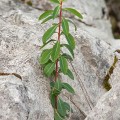 Euphorbia clementei subsp. clementei