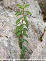 Euphorbia clementei subsp. clementei